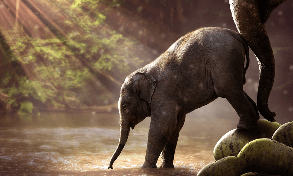 Praesent libro cursus ante